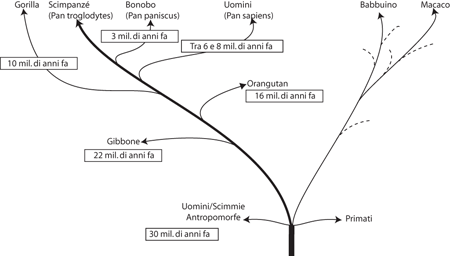 albero