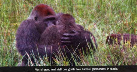 Due gorilla fanno l'amore guardandosi in faccia