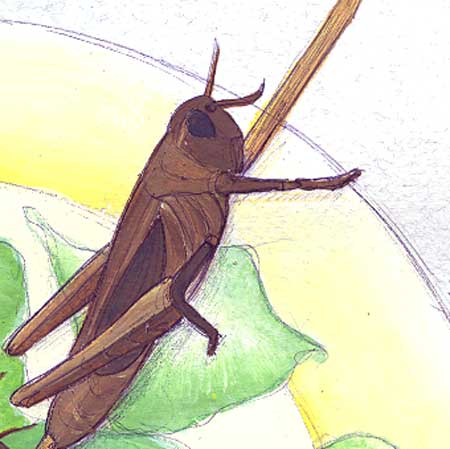 Il labirinto